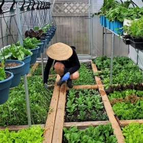 MÔ HÌNH VƯỜN RAU SẠCH TẠI NHÀ