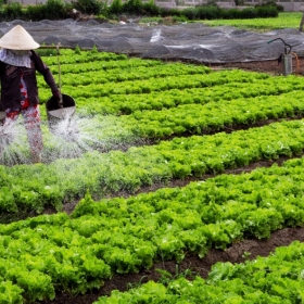 THẾ NÀO LÀ RAU BẨN? HẬU QUẢ CỦA VIỆC SỬ DỤNG RAU BẨN